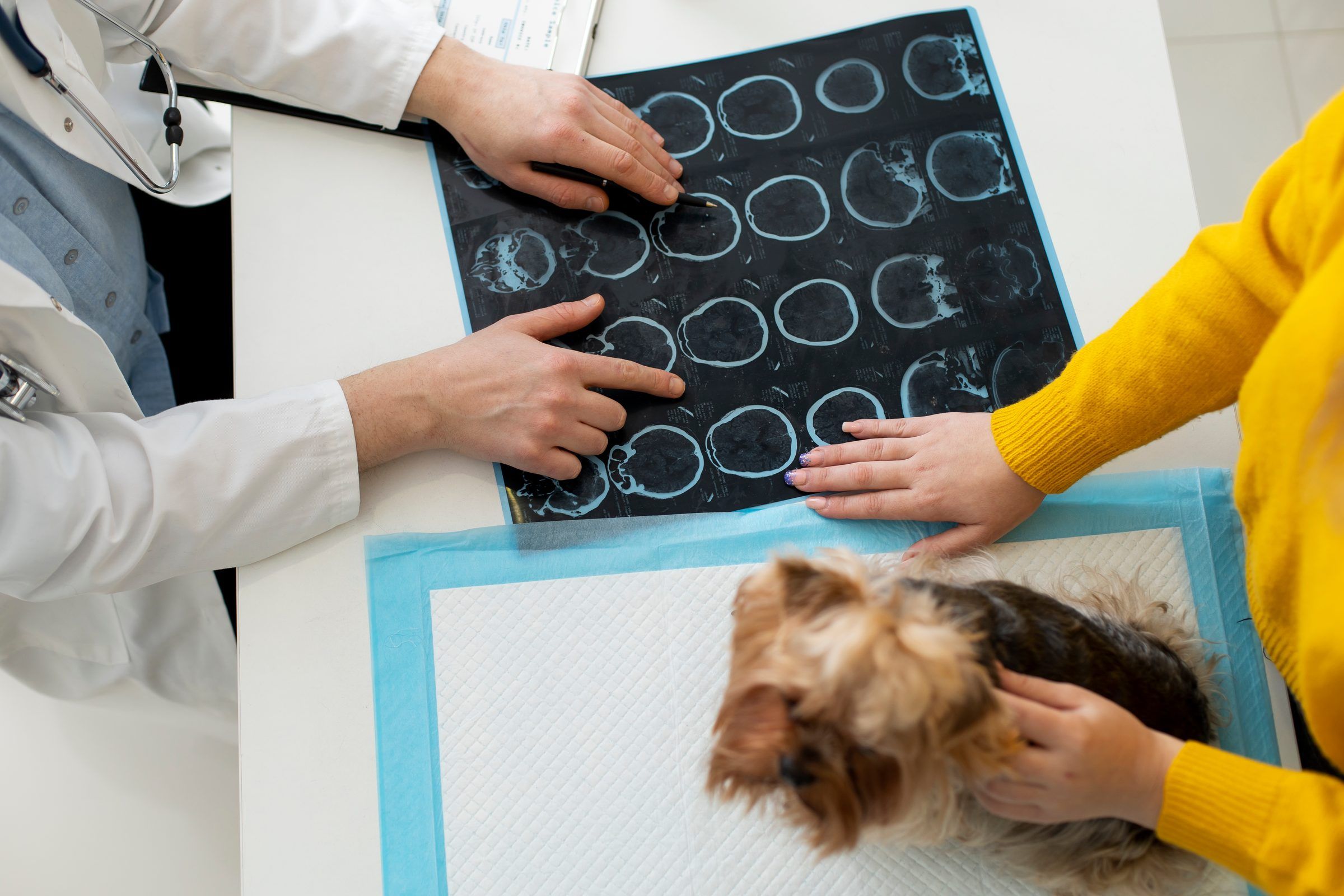 Neurologia Veterinária Landing Image